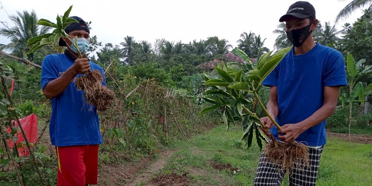 SAE Lapas Rangkasbitung Sukses Panen Perdana Porang