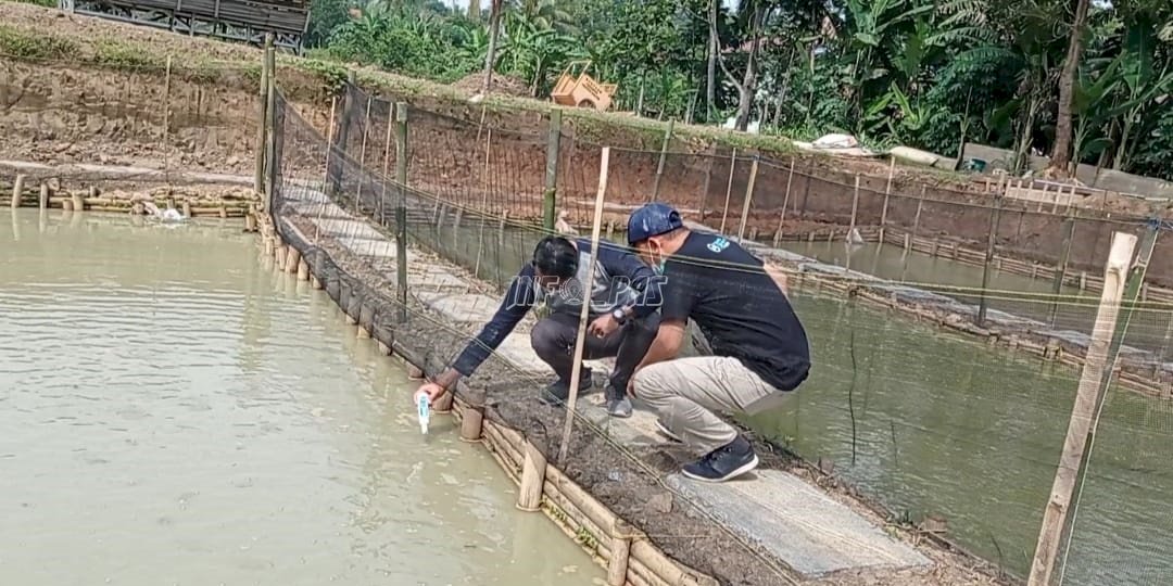 Progres Budidaya Perikanan di SAE Lapas Rangkasbitung Terus Dipantau