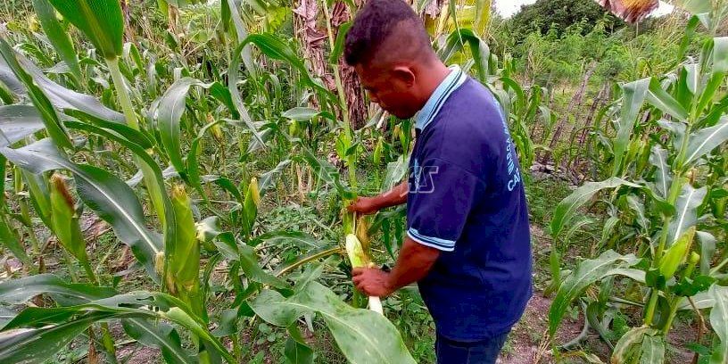 Lagi, WBP Lapas Namlea Panen Jagung Pulut