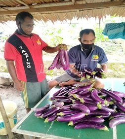 WBP Lapas Piru Sukses Panen Terong Ungu