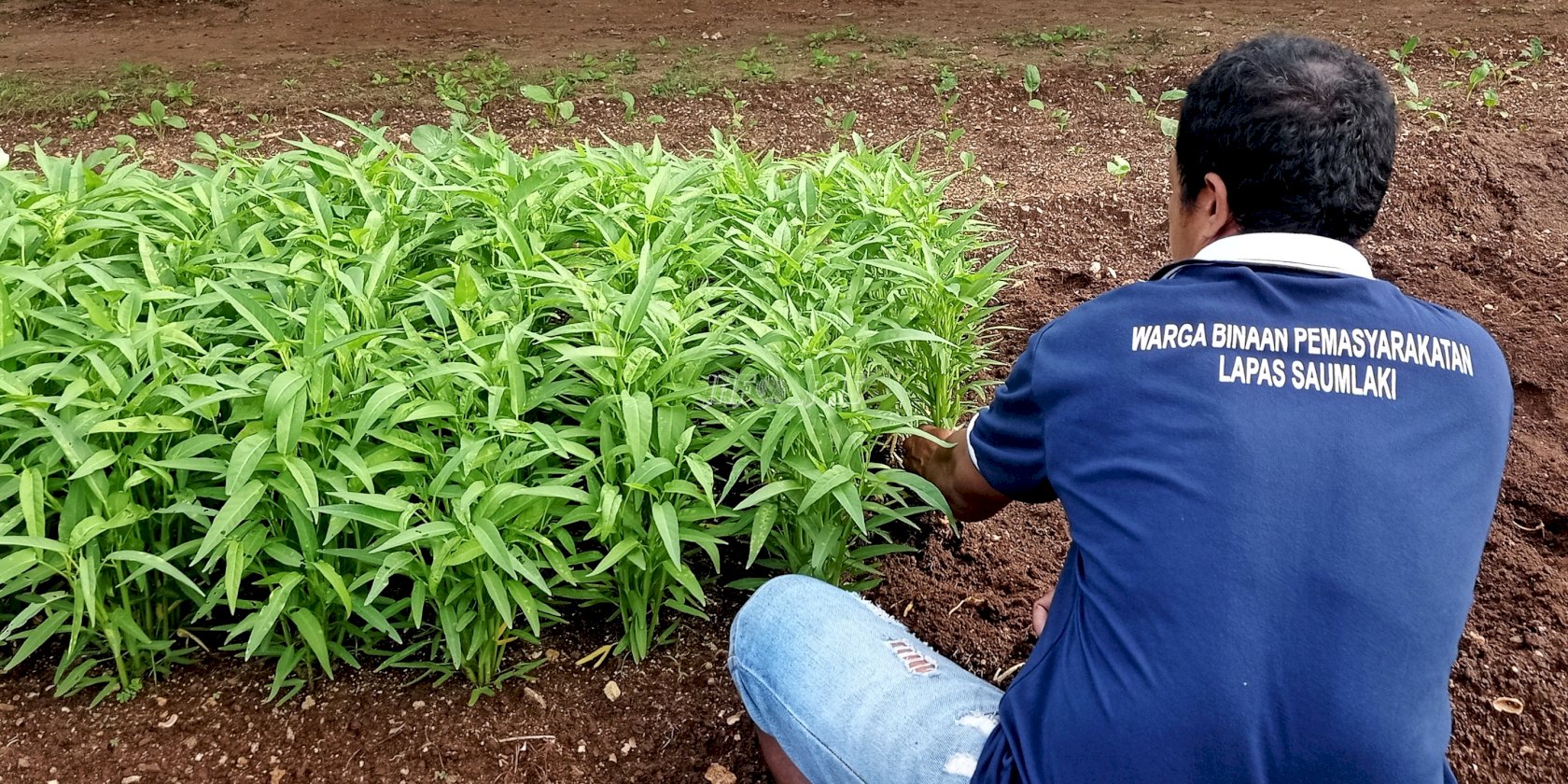 WBP Lapas Saumlaki Sukses Panen Kangkung