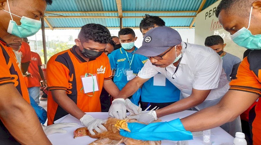WBP Lapas Piru Praktik Teknik Ternak Ayam Petelur