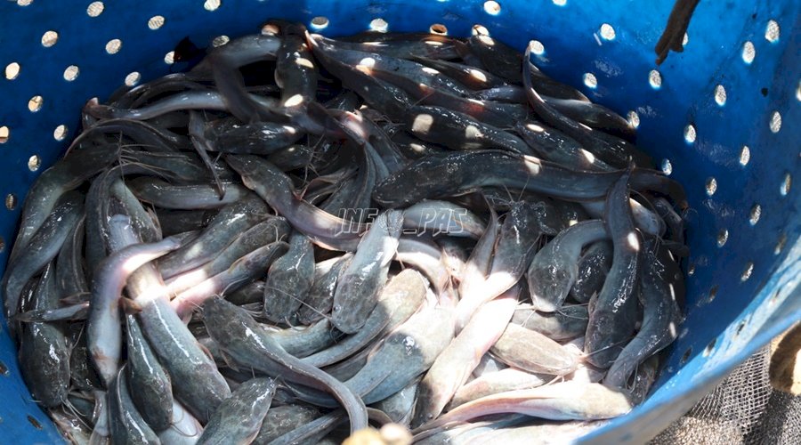 Lapas Padang Panen Hingga 15 Ribu Ikan Lele