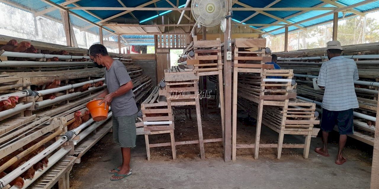 Maksimalkan Produktivitas Ayam Petelur, Lapas Piru Terapkan Biosecurity System 