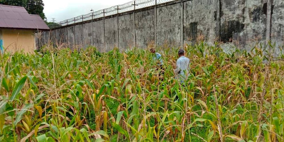 Berhasil Kelola SAE, Lapas Ambon Panen Jagung Manis