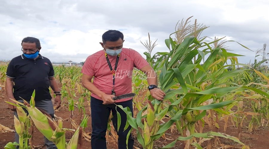 Dukung Program Ketahanan Pangan, Lapas Kupang Kembali Panen Jagung