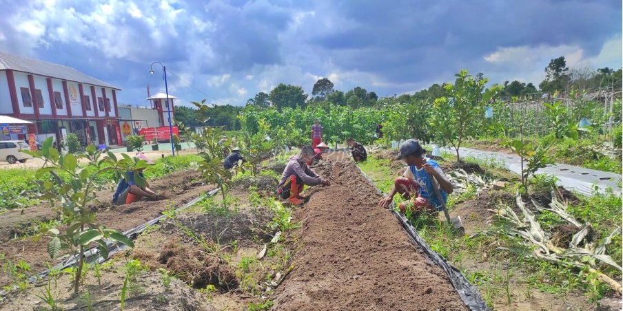 Usai Panen Jagung 25 Kilogram, Lahan Tanam Lapas Sukamara Disulap Menjadi Lahan Produktif Baru