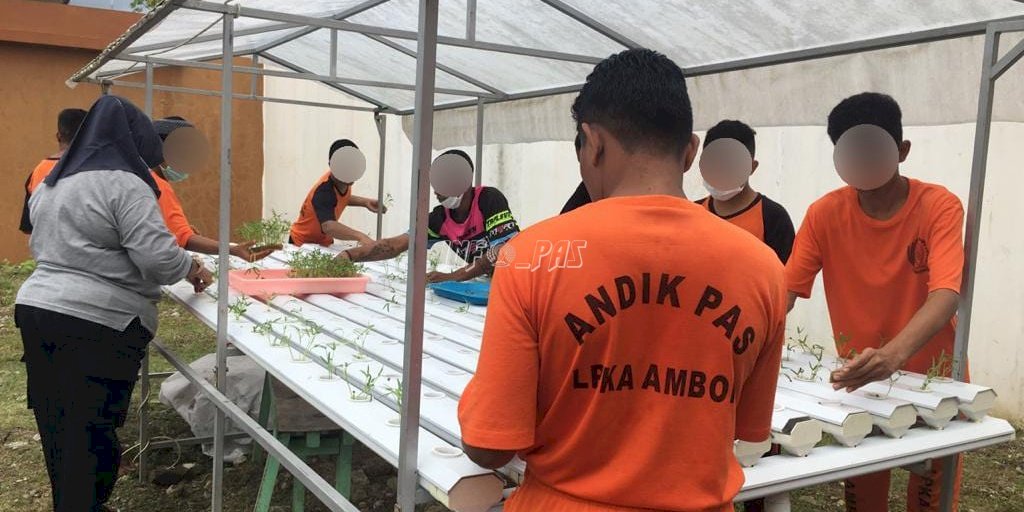 Anak LPKA Ambon Kembali Semai Bibit Sayuran Hidroponik