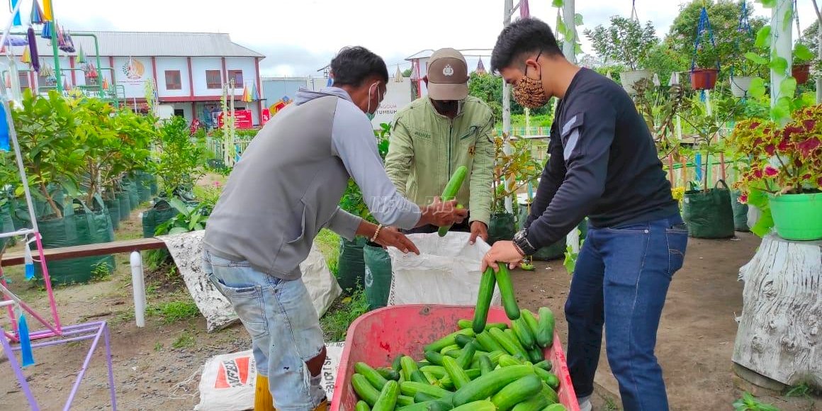 Hasil Panen Berkualitas, Timun Lapas Sukamara Diburu Konsumen