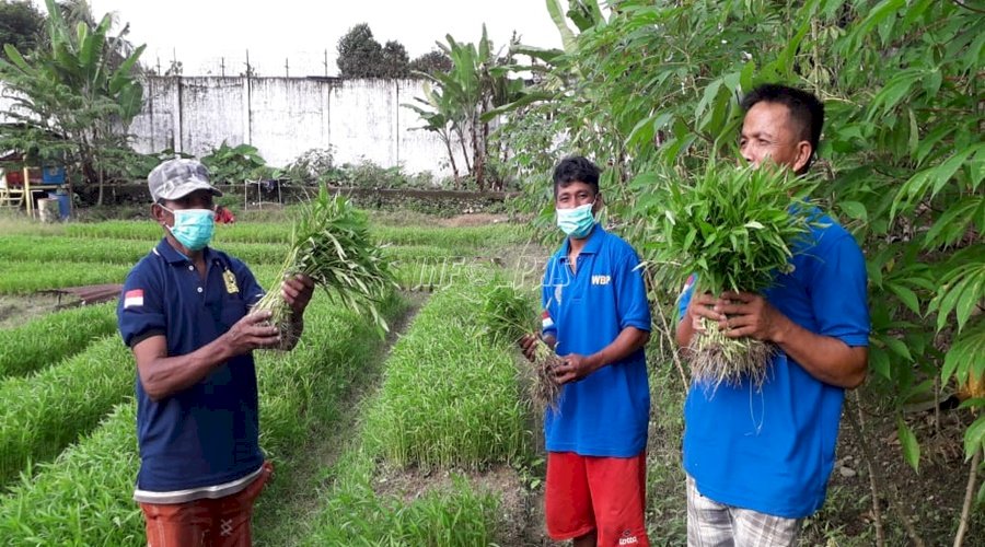 Panen Kangkung Lapas Ambon Ludes Dibeli Pengunjung WBP