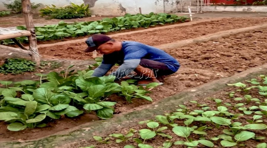 Manfaatkan Lahan Kosong, WBP LPN Pamekasan Panen Terong