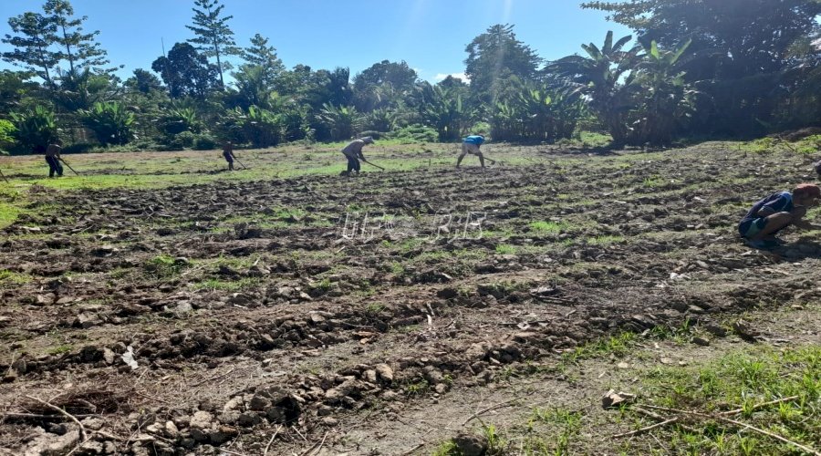 Lapas Piru Maksimalkan Lahan Pertanian untuk Pembinaan WBP