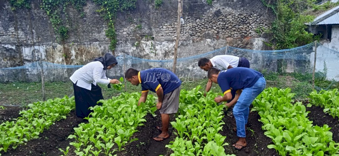 WBP Lapas Banda Naira Panen Hasil Pertanian