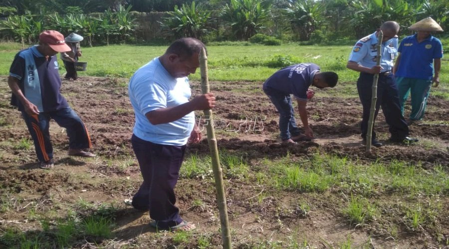 Manfaatkan Lahan Kosong, Lapas Piru Tanam Jagung Manis