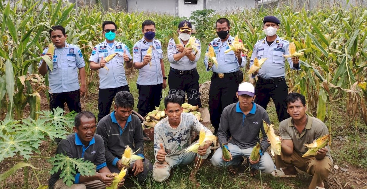 WBP LPN Karang Intan Kembali Panen Jagung