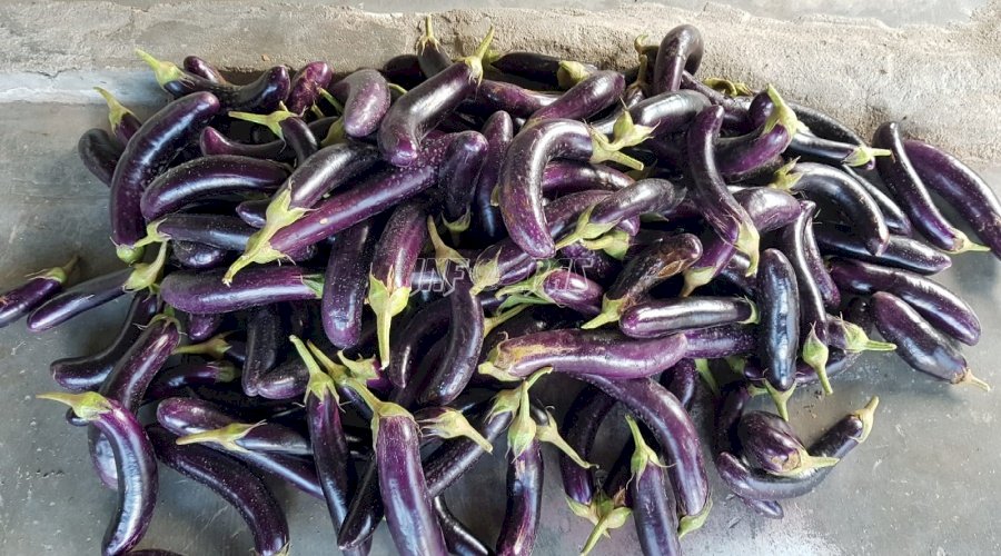 Lapas Palangka Raya Panen Terong Ungu