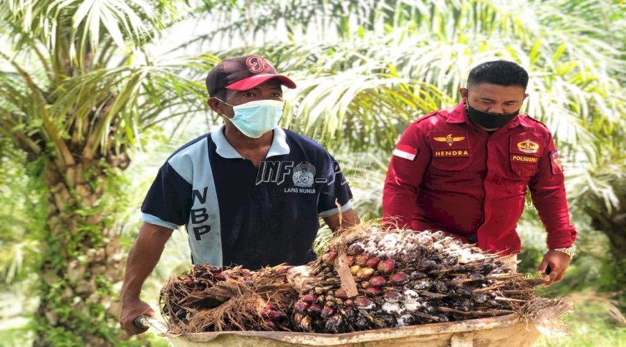 Kembangkan Perkebunan Kelapa Sawit, Lapas Nunukan Libatkan WBP 