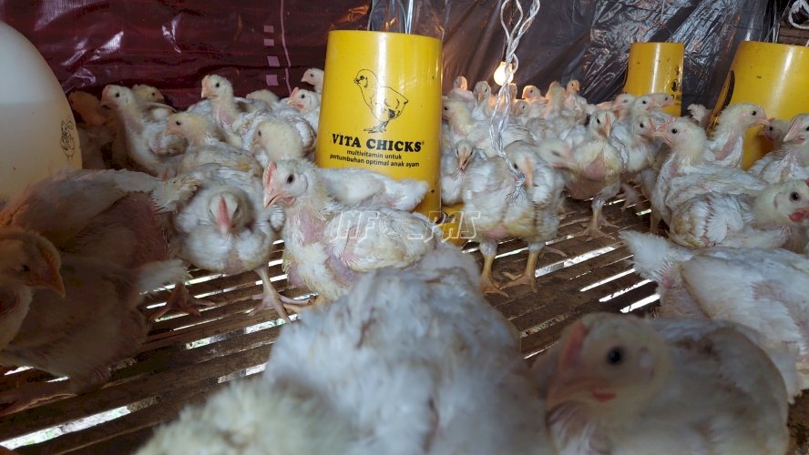 Lapas Palangka Raya Panen Ratusan Ayam Pedaging