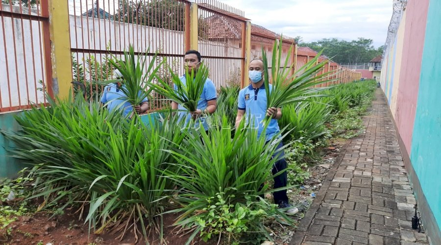 Manfaatkan Area Branggang, Lapas Batang Panen Rumput Odot 