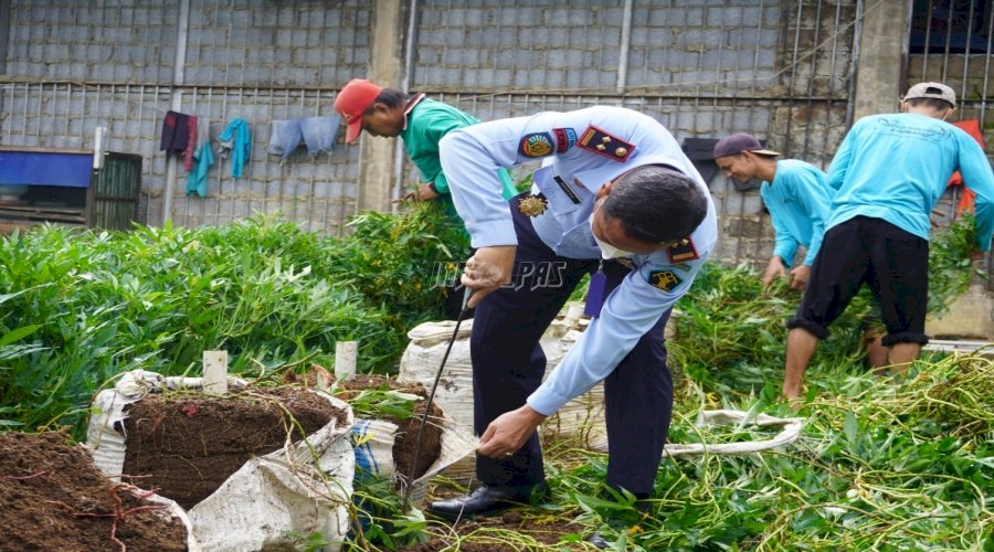 Awali Tahun 2022, LPN Karang Intan Panen Ubi Jalar