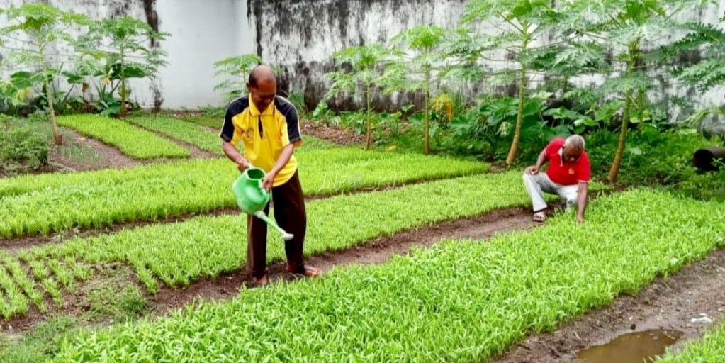 Tambah Penghasilan Kelompok Tani Lansia, Lapas Tual Buka Lahan Pertanian Baru