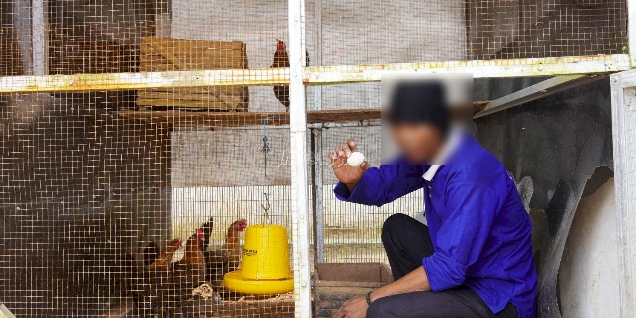 Ayam Kampung Unggul Balitbangtan Diternak oleh WBP LPN Karang Intan