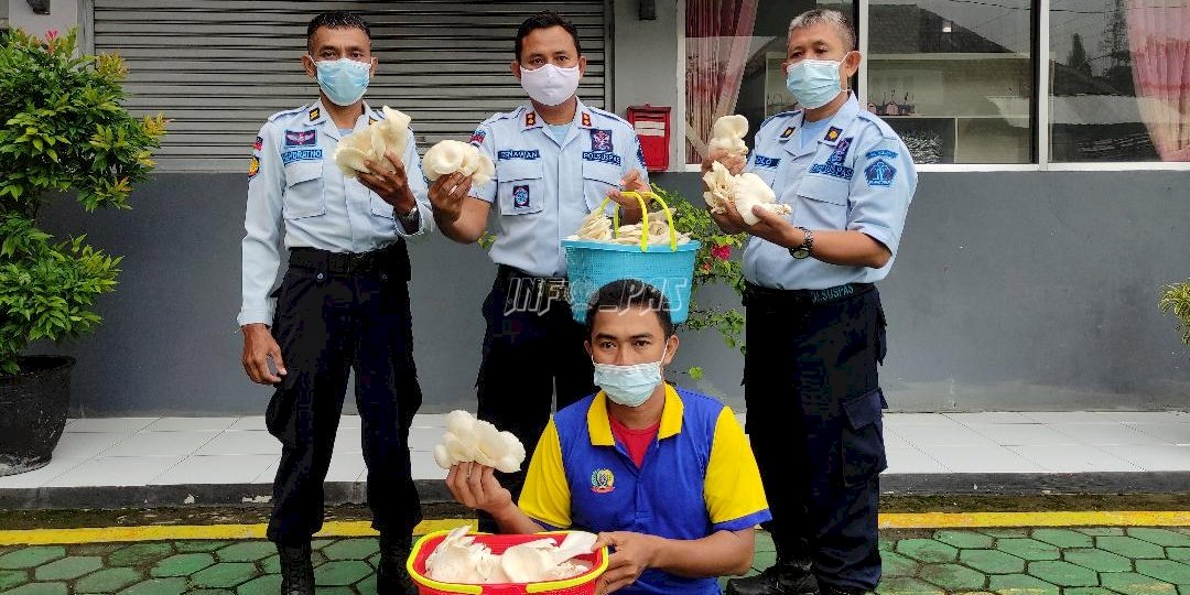 Setelah Lele, Lapas Brebes Panen Jamur Setiap Hari