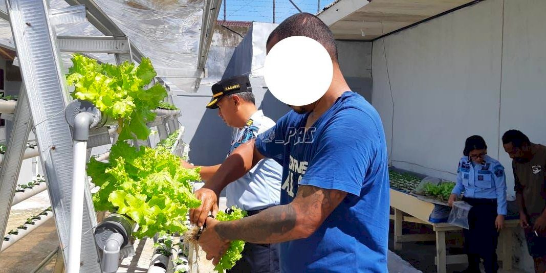 Rutan Ambon Panen Sayur Hasil Budidaya Hidroponik