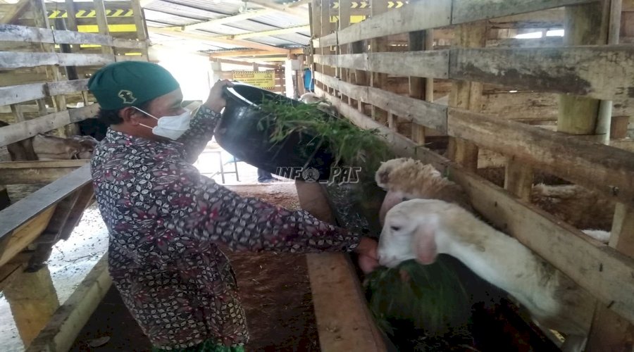 Mantan Narapidana Lapas Batang Dipercaya Kelola Ternak Kambing