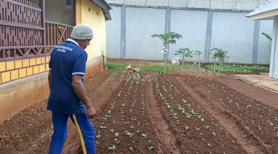 Lapas Saumlaki Manfaatkan Lahan Kosong Untuk Bercocok Tanam