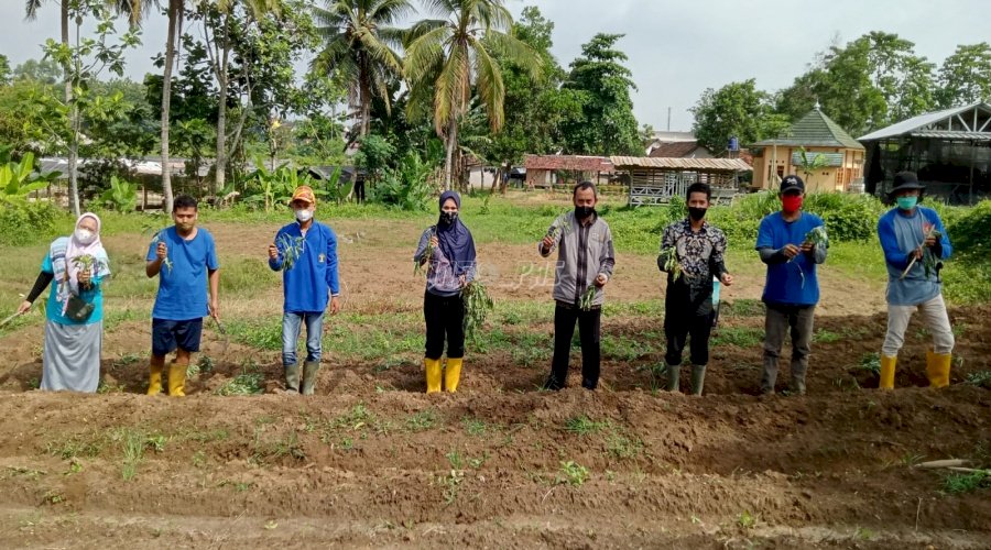 Perdana di Lebak, WBP Lapas Rangkasbitung Dibekali Pelatihan Budidaya Ubi Jepang