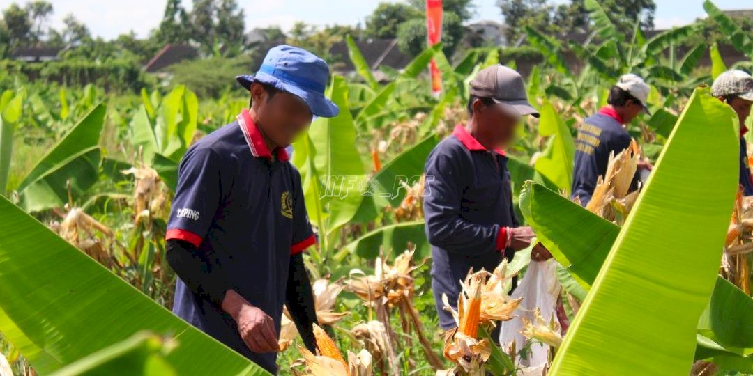 Panen Jagung Perdana Hasil Tanam WBP Lapas Jember Capai 920 Kilogram