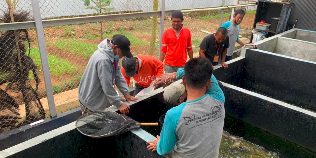 Gurame WBP Lapas Narkotika Karang Intan Diborong Pedagang Pasar Martapura