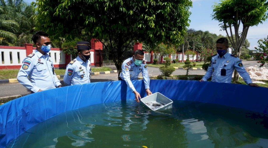 Bibit Ikan Lele LPN Karang Intan Siap Terima Pembeli