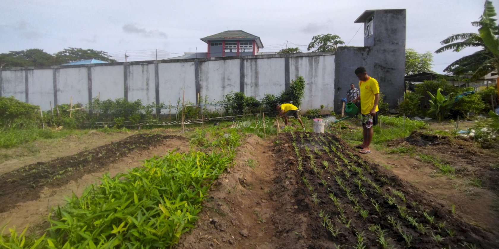 WBP Lapas Wonreli Tetap Produktif di Masa Pandemi