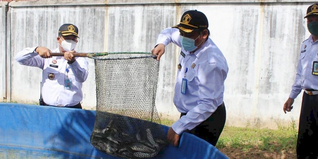 Rutan Tanah Grogot Panen Ikan Lele Hasil Budidaya WBP