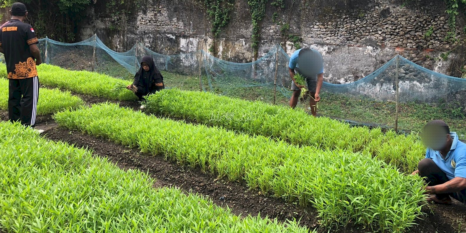 Lapas Banda Naira Panen Sayur Kangkung