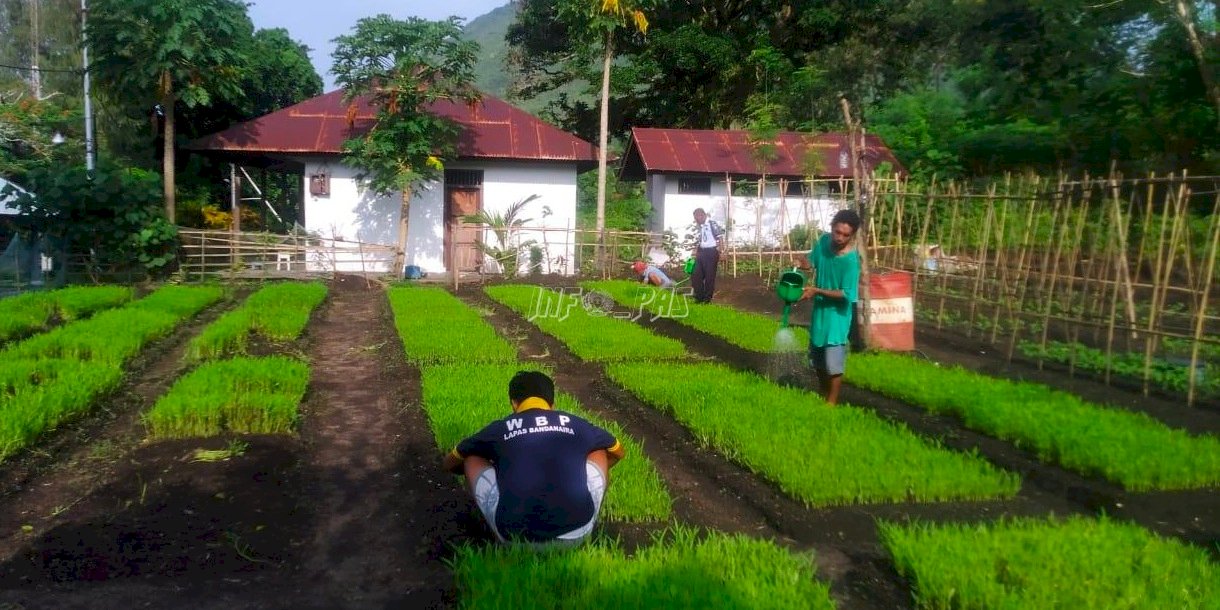 WBP Lapas Banda Naira Berdayakan Lahan dengan Budidaya Kangkung