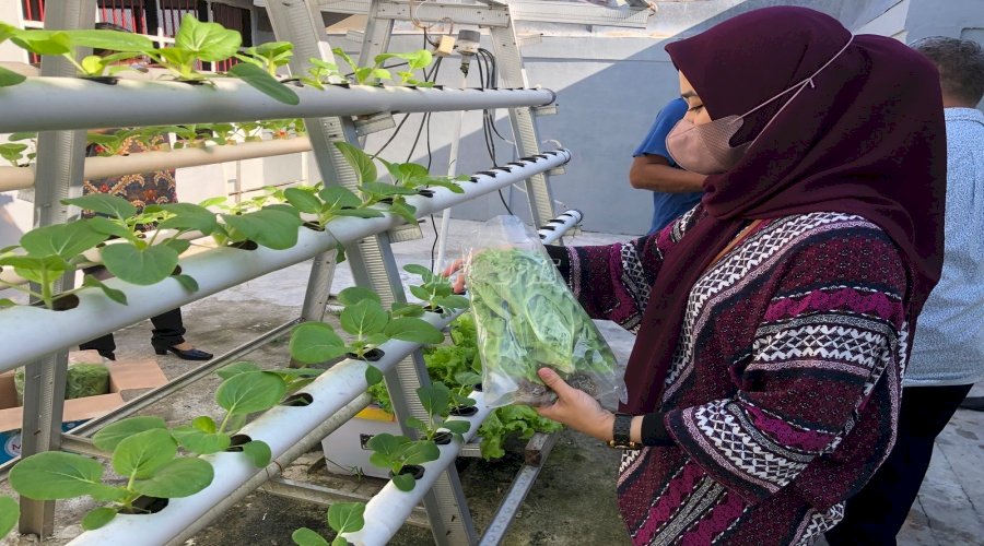 Rutan Ambon Panen Sayur Seledri Hasil Hidroponik