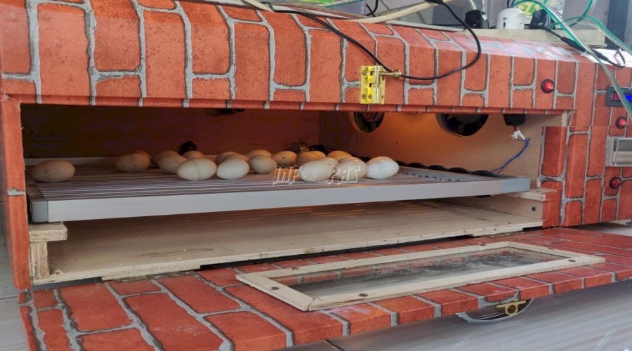 Peternakan LPN Karang Intan Gunakan Mesin Penetas Telur Otomatis