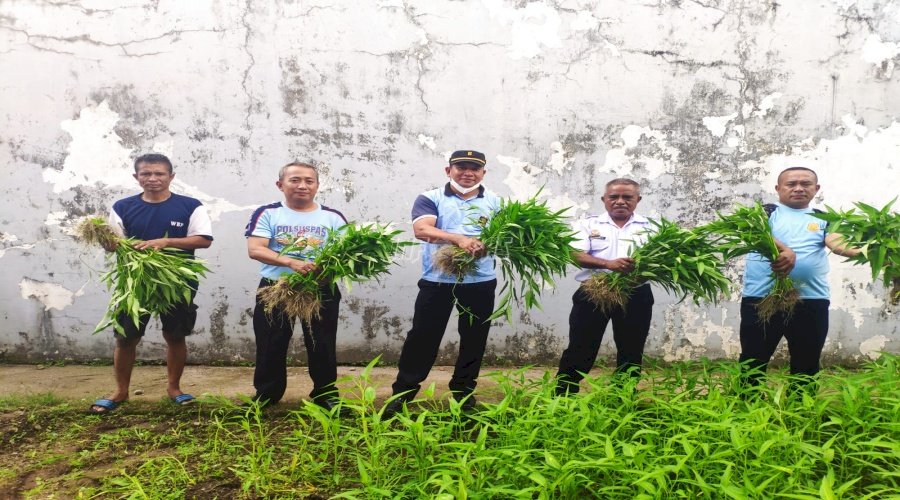 WBP Rutan Ambon Panen Sayur Kangkung