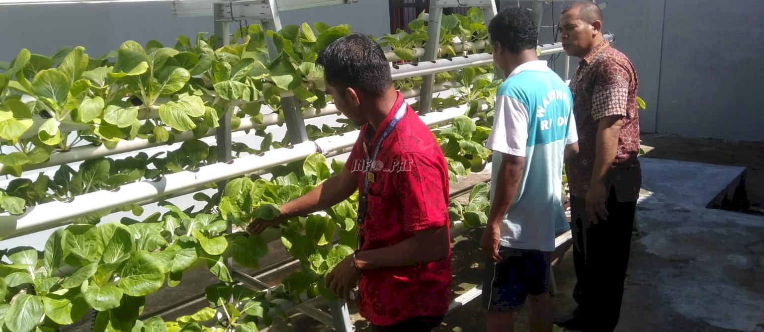 Panen Sayuran Hidroponik, Rutan Ambon Pasarkan Saat Layanan Titipan Barang