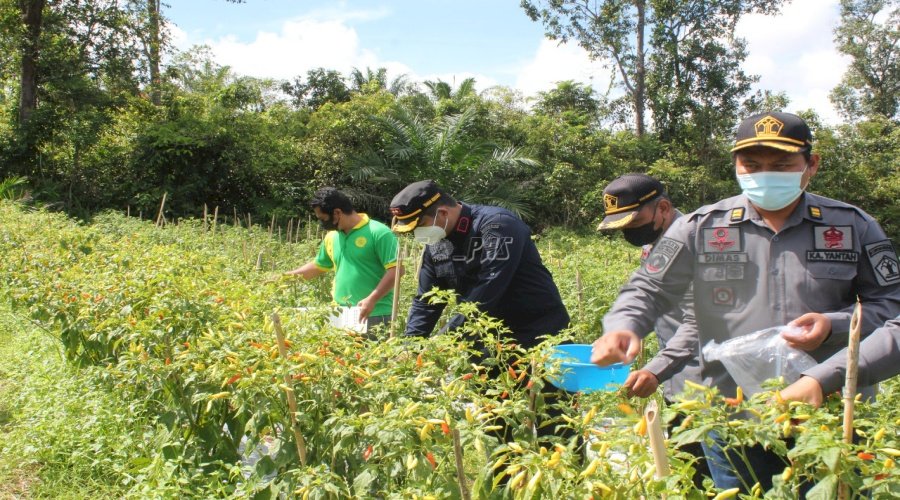 Rutan Tanah Grogot Panen Cabai Hingga 15 Kg