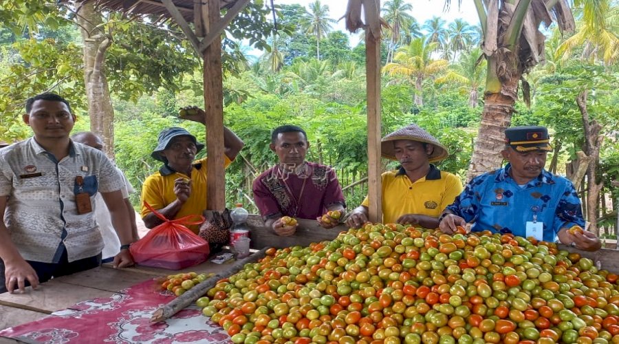 Sukses Bina WBP, Lapas Wahai Panen Tomat