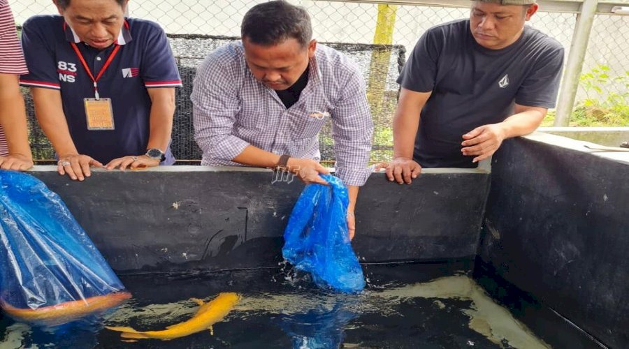 Kerja Sama LPN Karang Intan-Rumah Koi Martapura Hadirkan Indukan Koi dari Jepang