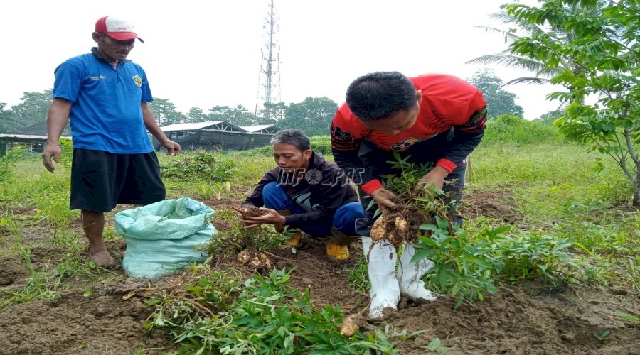 Perdana, Lapas Rangkasbitung Panen 500 Kg Ubi Cilembu