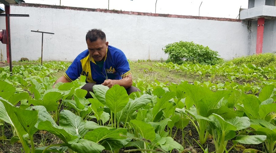 WBP Rutan Masohi Lakukan Tindakan Antisipasi Untuk Panen Sayur di Musim Hujan