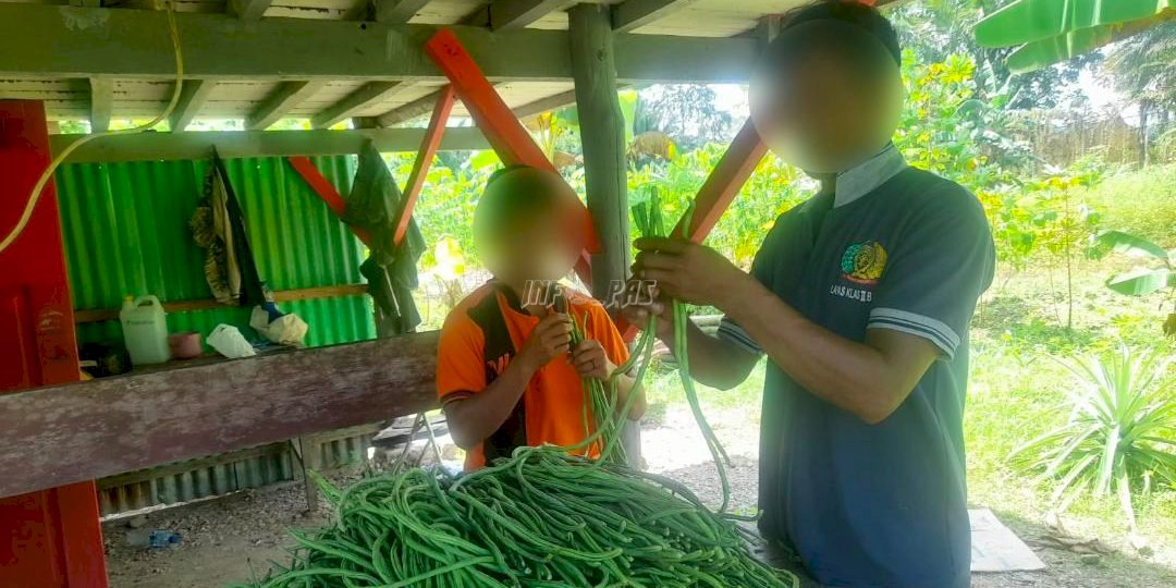 Usai Cabai Rawit, Lapas Piru Panen Sayur Kacang Panjang