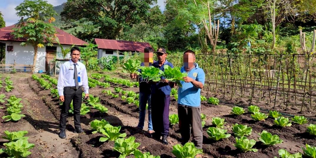 Produktif, WBP Lapas Bandanaira Panen Sayur Sakata