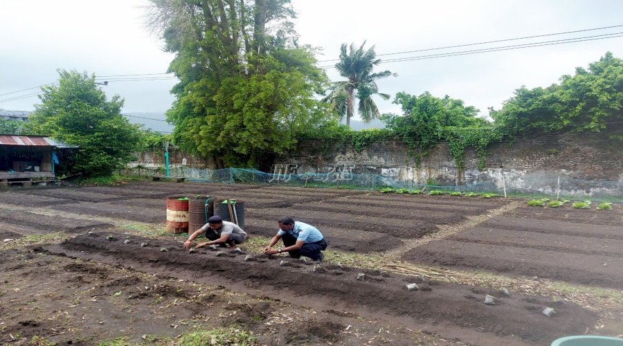 Tingkatkan Produktivitas, WBP Lapas Bandanaira Kembali Tanam Bibit Sayur